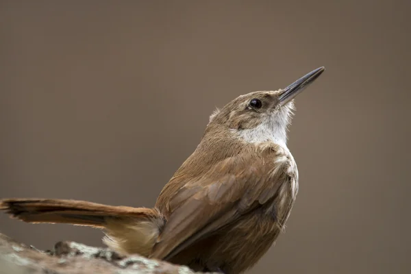 Pequeño pájaro marrón — Foto de Stock