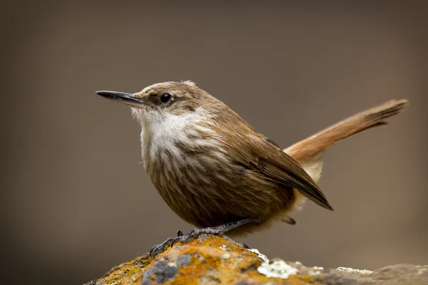 Petit oiseau brun — Photo