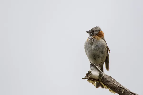 Pájaro en una rama —  Fotos de Stock