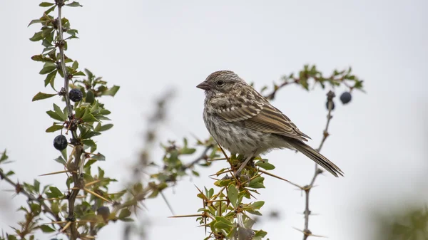 Pequeño pájaro lindo —  Fotos de Stock