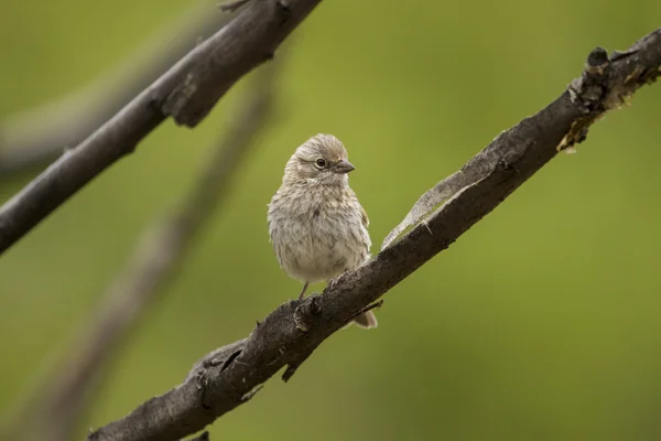 Pássaro em um ramo — Fotografia de Stock