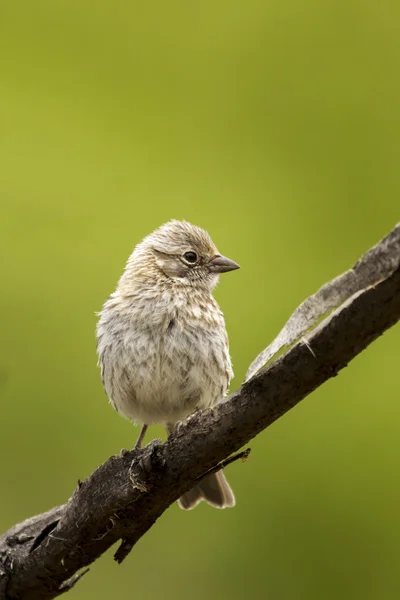 Oiseau sur une branche — Photo