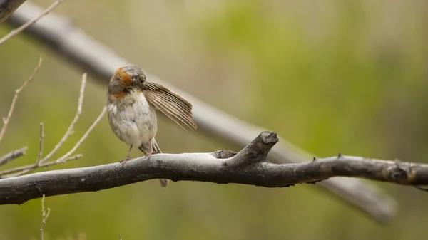 Oiseau sur une branche — Photo