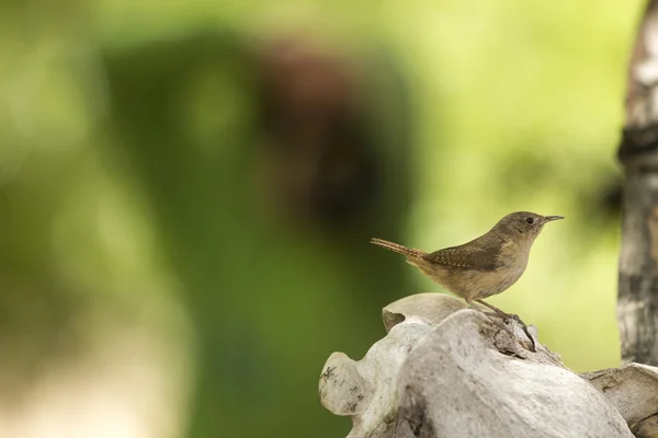 Liten brun fågel — Stockfoto