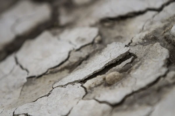 Cracked clay ground — Stock Photo, Image