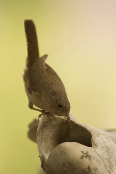 Small brown bird — Stock Photo, Image