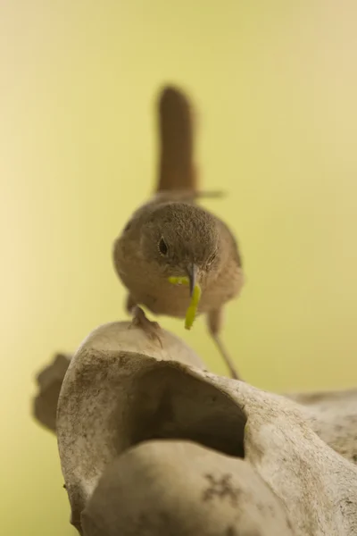 Small brown bird — Stock Photo, Image