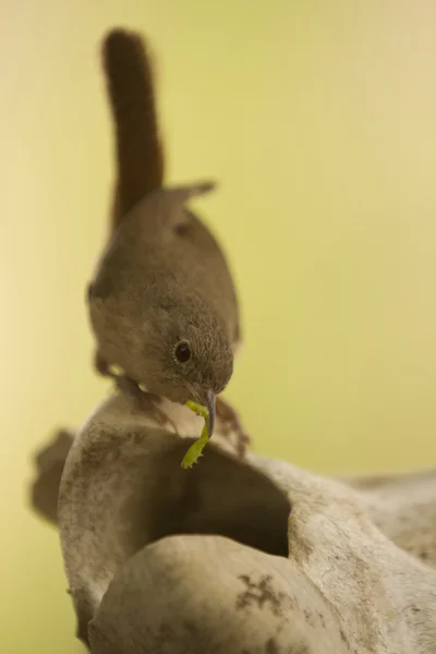 Pequena ave marrom — Fotografia de Stock