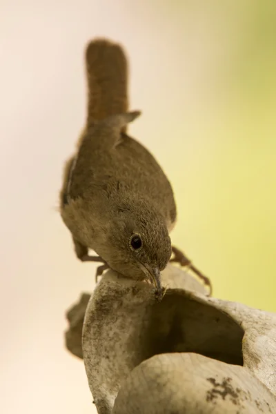 Petit oiseau brun — Photo