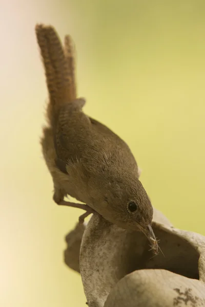 Mały brązowy ptak — Zdjęcie stockowe