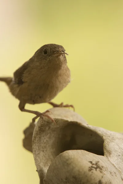 Petit oiseau brun — Photo