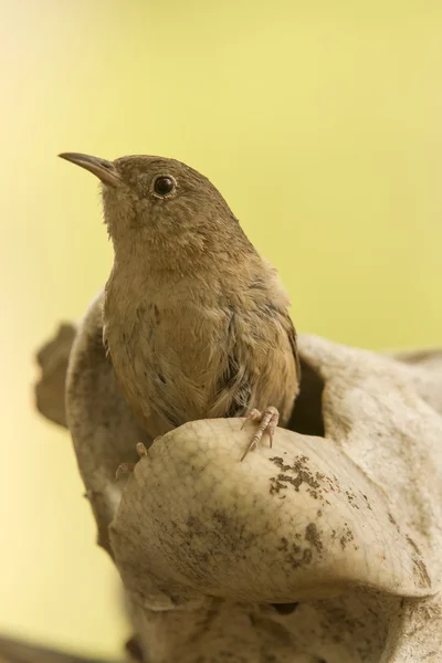 Pequeño pájaro marrón — Foto de Stock