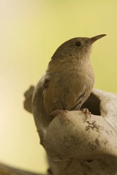 小褐色鸟 — 图库照片