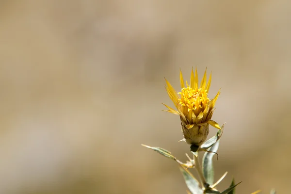 Yellow flower — Stock Photo, Image