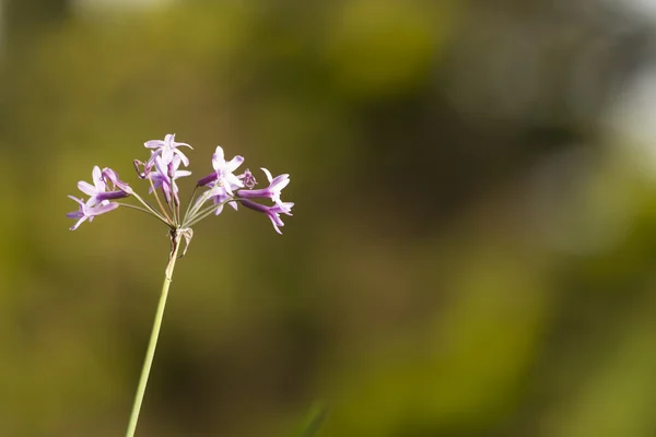 Fiore in giardino — Foto Stock