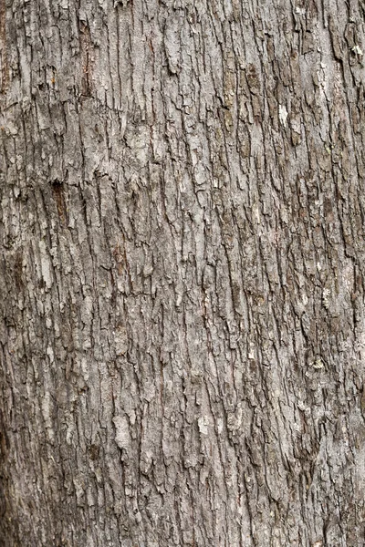 Tree texture — Stock Photo, Image