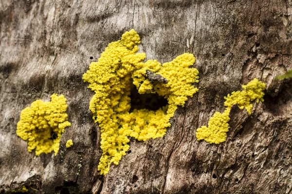 Yellow fungus like a heart — Stock Photo, Image