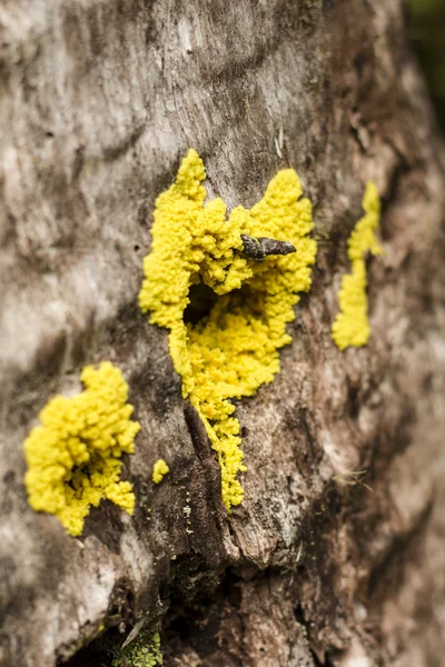 Žlutá houba jako srdce — Stock fotografie