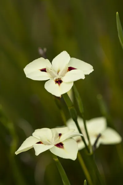 Barevné iris — Stock fotografie