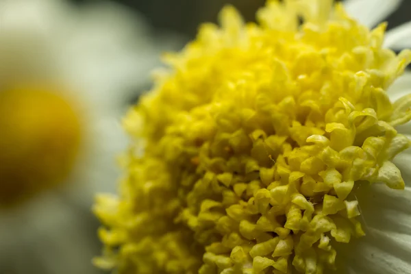 Gelbe Blume aus nächster Nähe — Stockfoto