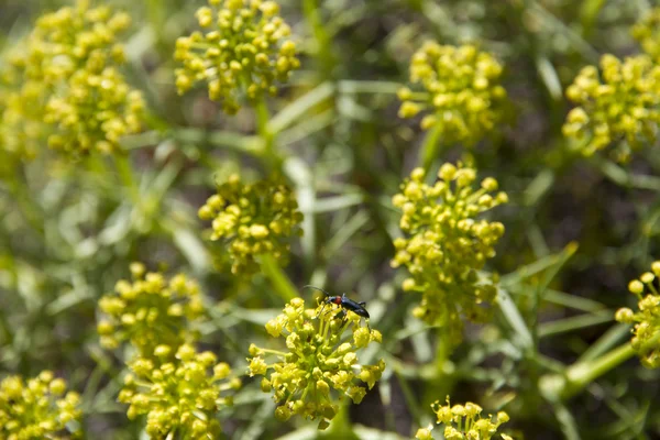 Fleurs jaunes — Photo