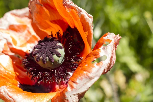 Mohnblume — Stockfoto