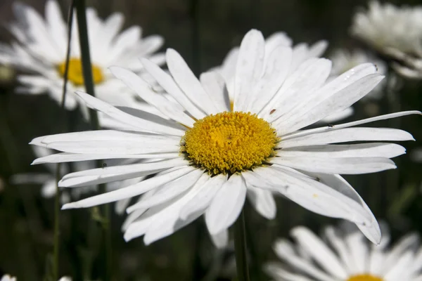 Witte en gele madeliefjes — Stockfoto