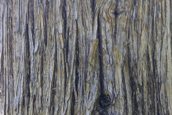 Textura del árbol — Foto de Stock