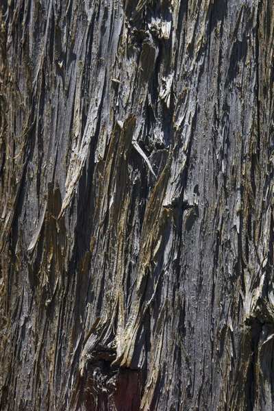 Δέντρο υφή — Φωτογραφία Αρχείου