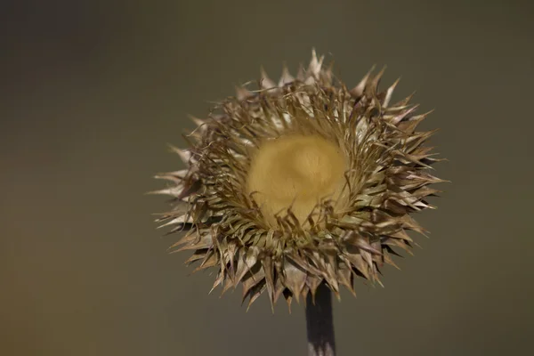 Fiore di cardo — Foto Stock