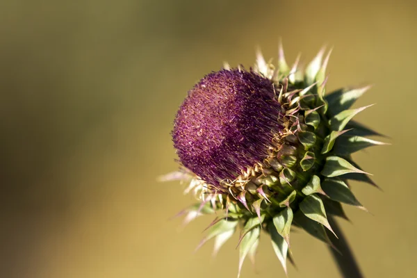 Distelblume — Stockfoto