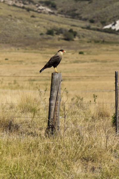 Crested caracara — Stock Photo, Image