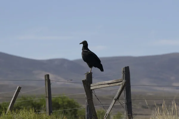 Black vulture latin — Stock Photo, Image