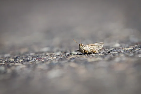 Grasshopper — Stock Photo, Image