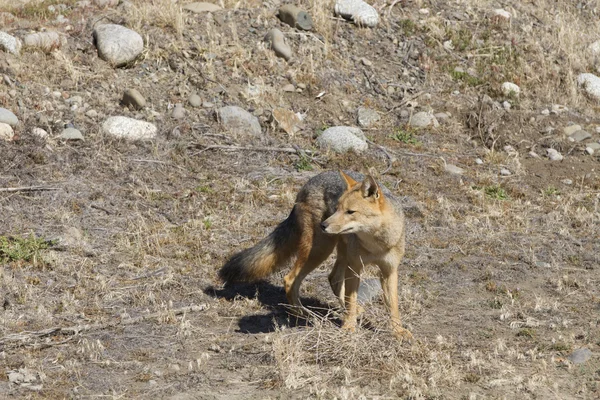 Red fox — Stock Photo, Image