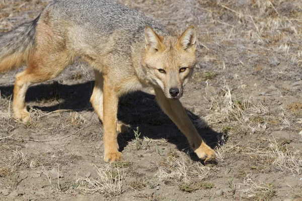 Red fox — Stock Photo, Image