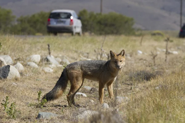 लाल Fox — स्टॉक फ़ोटो, इमेज