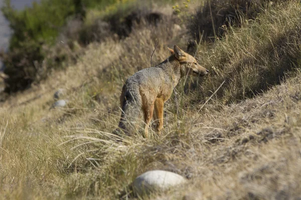 लाल Fox — स्टॉक फ़ोटो, इमेज