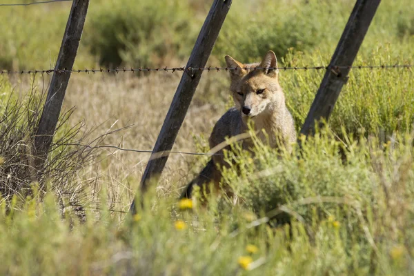 लाल Fox — स्टॉक फ़ोटो, इमेज