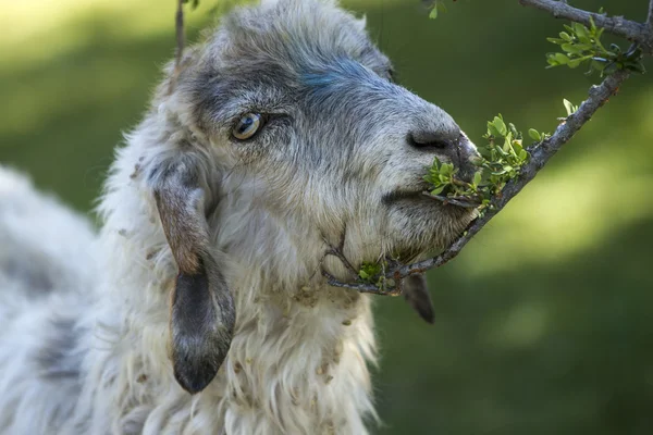 Mangiare capra — Foto Stock