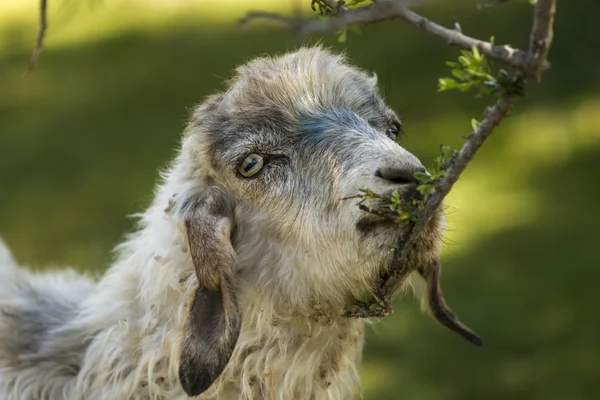 Mangiare capra — Foto Stock