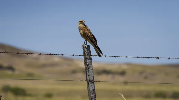 Crested caracara on a fence — Stock Photo, Image