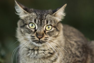 Kedi portresi