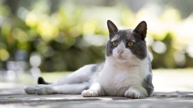 Kedi parkta yatıyor.