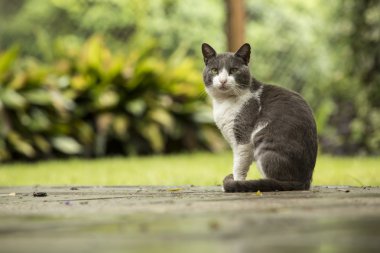 Kedi parkta oturuyor.