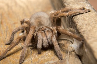 tarantula örümceği