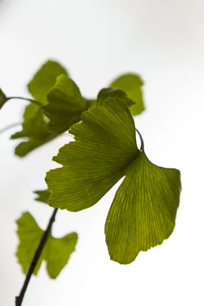 Ginkgo biloba — Stockfoto