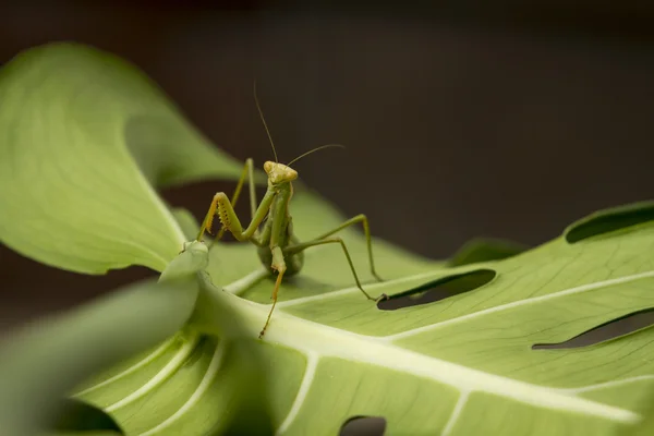 Mantis religiosa verde —  Fotos de Stock