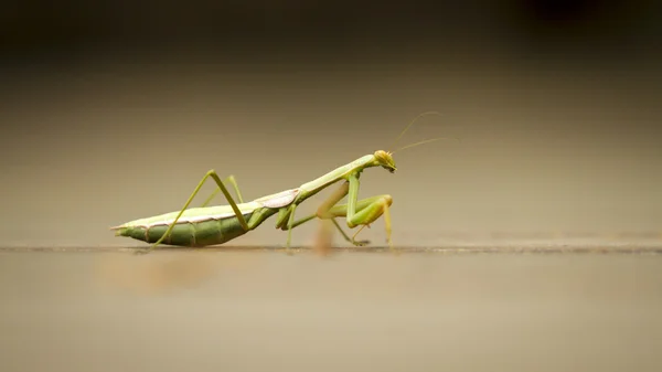 绿螳螂 — 图库照片
