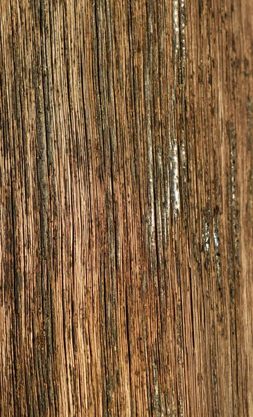 Textura madera — Foto de Stock